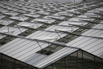 Open windows of greenhouses in a pattern in 's-Gravenzande, Westland, the Netherlands.