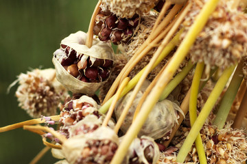 Dry garlic with seeds, boarding in the garden