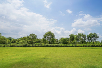 Green grass background