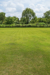 Green grass background