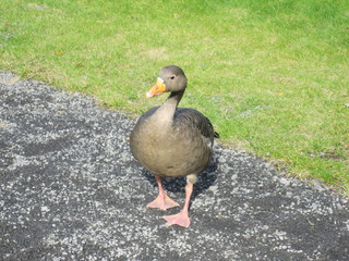 Duck of Iceland