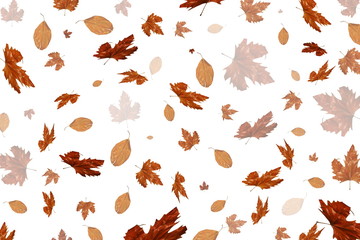 красивые сухие желтые осенние листья на белом фоне      