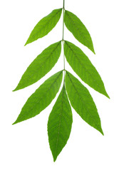 Green ash tree leaf