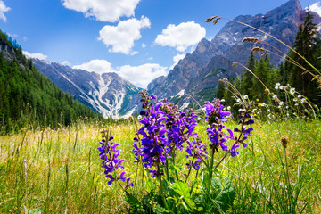 Pragser Wildsee 2018-21 Blauer Eisenhut auf einer Alm beim Pragser Wildsee Südtirol Dolomiten