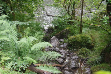 brecon beacons forest waterfalls