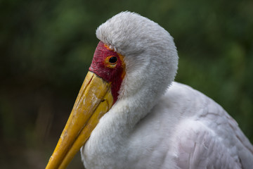 bird in Beijing zoo