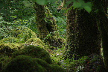 brecon beacons forest waterfalls