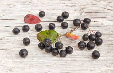 Branch with berries and separate berries of the black chokeberry