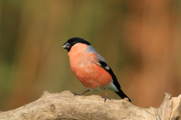 Fressender Gimpel in Seitenansicht