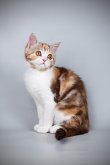 scottish straight shorthair cat on colored backgrounds