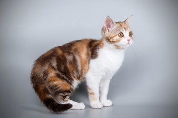 scottish straight shorthair cat on colored backgrounds