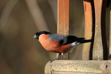 Gimpel beim Verlassen des Vogelhauses