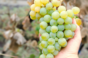 Hand holding grape bunch, sort of Chardonnay, White sort wine, autumn harvest. Photo with selective soft focus. Empty place for text, copy space.