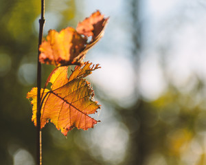 Branch with yellow autumn leaves, lit by the sun, fall season close up. Empty place for text, copy space.