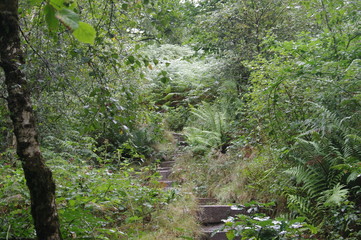 brecon beacons forest waterfalls