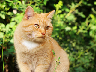 Cat in the Green Grass in Summer. Beautiful Red Cat with Yellow Eyes