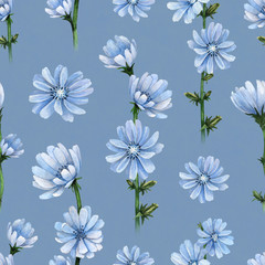 Watercolor illustrations of chicory flowers. Seamless pattern