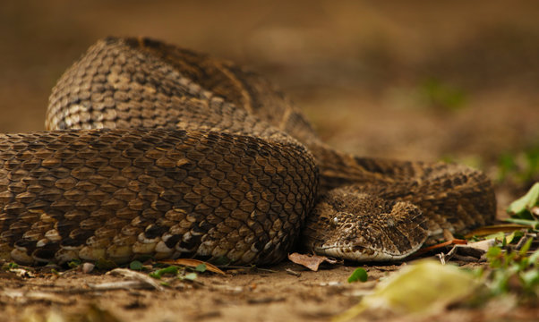 Snake Puff Adder