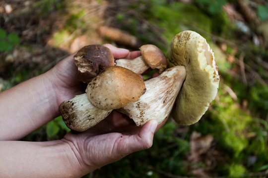 Forest autumn edible Penny bun fungus. Wild penny bun, cep, porcino or porcini.
