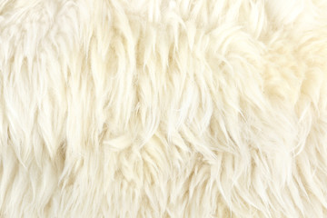 fur