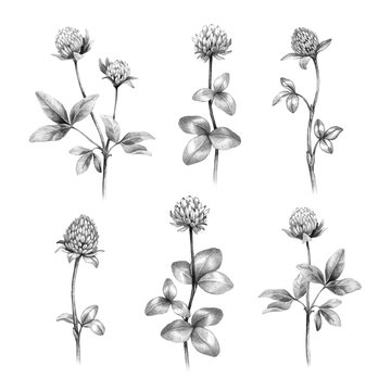 Pencil drawings of clover flowers