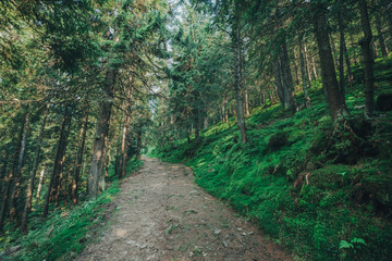nature tree . pathway in the forest with sunlight backgrounds.