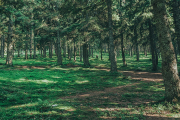 nature tree . pathway in the forest with sunlight backgrounds.