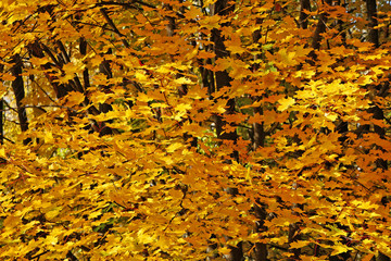 Beautiful autumn golden forest