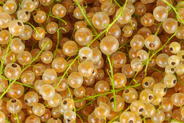 White currant berries