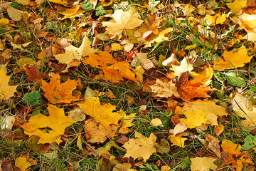 Autumn maple leaves lie on the ground in the forest