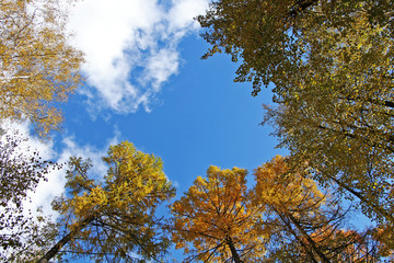 Beautiful autumn golden forest. Bottom-up view