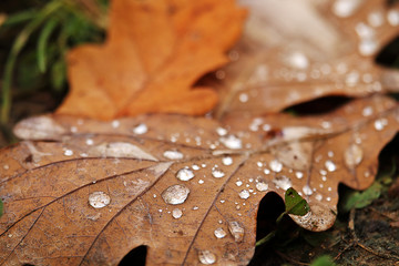 Autumn oak leaf with raindrops lies on the ground