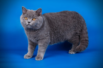 British shorthair cat on colored background