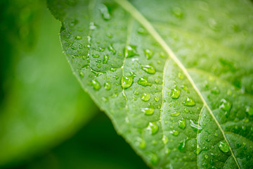 Herbal Tree Nan Fui Chao