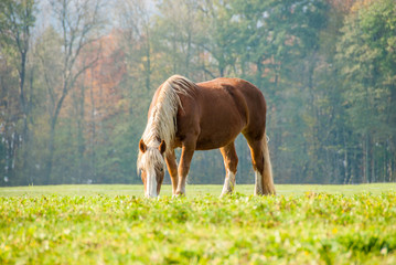 Chestnut Horse Grazing in a Fall Alpine Field IV