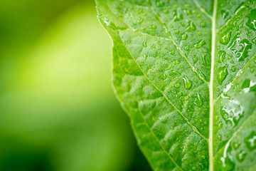 Herbal Tree Nan Fui Chao
