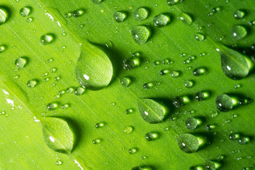 water drops on green leaf