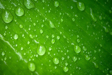 water drops on green leaf