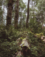 Cut tree trunk in the forest