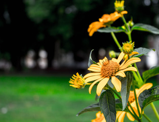 a beautiful yellow flowers in the park