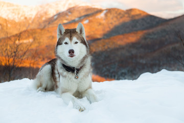 Portrait of Husky dog liying is on the snow in winter forest at sunset on mountain background in vertical orientation