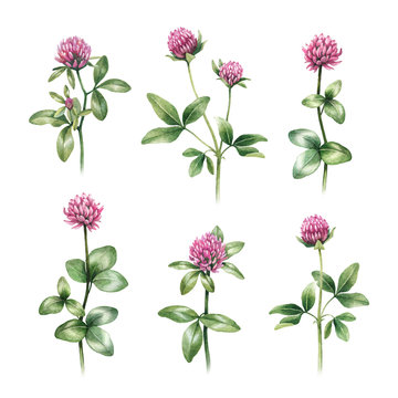 Watercolor illustrations of clover flowers