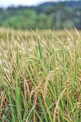 Green Paddy field in the morning or rice field in west java indonesia