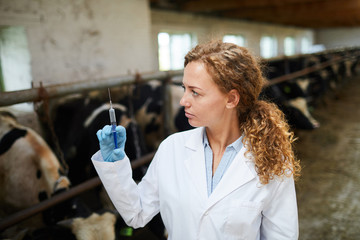 Young veterinarian in uniform preparing syringe with injection for one of cows in stable