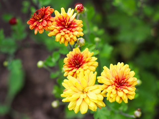 Yellow with red petals dahlias in the garden