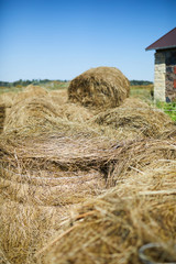 Fresh hay in stacks under blue sky in contemporary livestock farm