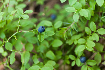 Wild blueberry picking in forest, autumn antioxidant food.