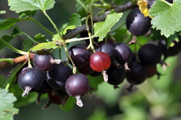 Branch of bush yoshta with berries