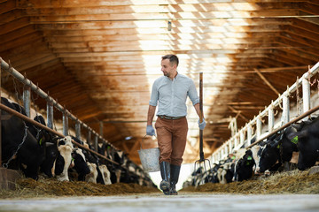 Young worker of kettlefarm with bucket and hayfork walking along two stables with dairy cows