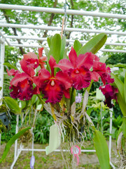 Colorful orchid.